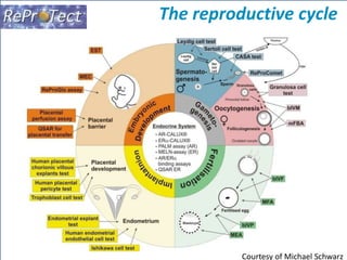 The reproductive cycle 
Courtesy of Michael Schwarz 
 