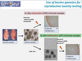 Use of bovine gametes for 
reproductive toxicity testing 
2 cm 
bovine ovaries 
In vitro maturation (IVM) of bovine oocytes 
bovine oocytes 
Endpoint: % 
Metaphase II 
Chemical 
exposure (24h) 
during IVM 
In vitro fertilisation (IVF) of bovine oocytes 
Chemical 
exposure (20h) 
during IVF 
Endpoint: 
% 2Pronuclei 
IVM, 24 h 
 