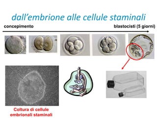dall’embrione alle cellule staminali 
concepimento blastocisti (5 giorni) 
Coltura di cellule 
embrionali staminali 
 