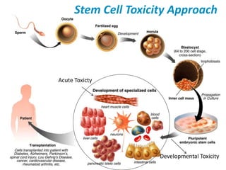 Stem Cell Toxicity Approach 
Developmental Toxicity 
Acute Toxicty 
 