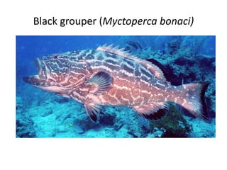 Black grouper (Myctoperca bonaci)
 
