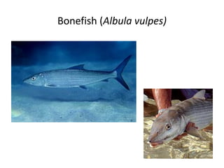 Bonefish (Albula vulpes)
 