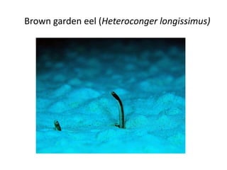 Brown garden eel (Heteroconger longissimus)
 