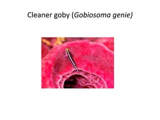 Cleaner goby (Gobiosoma genie)
 