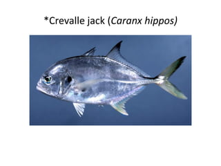 *Crevalle jack (Caranx hippos)
 