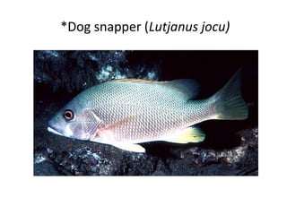 *Dog snapper (Lutjanus jocu)
 