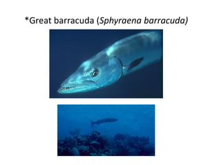 *Great barracuda (Sphyraena barracuda)
 