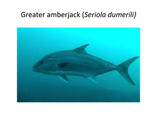 Greater amberjack (Seriola dumerili)
 