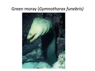 Green moray (Gymnothorax funebris)
 