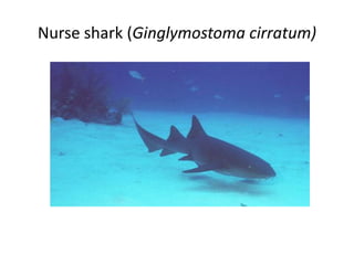 Nurse shark (Ginglymostoma cirratum)
 