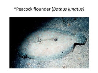 *Peacock flounder (Bothus lunatus)
 