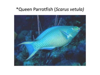 *Queen Parrotfish (Scarus vetula)
 