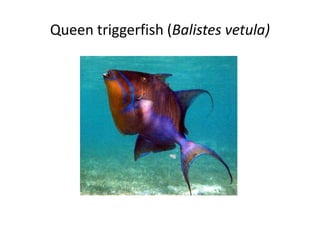 Queen triggerfish (Balistes vetula)
 