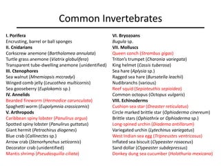 Common Invertebrates
I. Porifera
Encrusting, barrel or ball sponges
II. Cnidarians
Corkscrew anemone (Bartholomea annulata)
Turtle grass anemone (Viatrix globulifera)
Transparent tube-dwelling anemone (unidentified)
III. Ctenophores
Sea walnut (Mnemiopsis mccradyi)
Winged comb jelly (Leucothea multicornis)
Sea gooseberry (Euplokamis sp.)
IV. Annelids
Bearded fireworm (Hermodice carunculata)
Spaghetti worm (Eupolymnia crassicornis)
V. Arthropods
Caribbean spiny lobster (Panulirus argus)
Spotted spiny lobster (Panulirus guttatus)
Giant hermit (Petrochirus diogenes)
Blue crab (Callinectes sp.)
Arrow crab (Stenorhynchus seticornis)
Decorator crab (unidentified)
Mantis shrimp (Pseudosquilla ciliata)
VI. Bryozoans
Bugula sp.
VII. Molluscs
Queen conch (Strombus gigas)
Triton’s trumpet (Charonia variegata)
King helmet (Cassis tuberosa)
Sea hare (Aplysia sp.)
Ragged sea hare (Bursatella leachii)
Nudibranchs (various)
Reef squid (Sepioteuthis sepioidea)
Common octopus (Octopus vulgaris)
VIII. Echinoderms
Cushion sea star (Oreaster reticulatus)
Circle marked brittle star (Ophioderma cinereum)
Brittle stars (Ophiothrix or Ophioderma sp.)
Long-spined urchin (Diadema antillarum)
Variegated urchin (Lytechinus variegatus)
West Indian sea egg (Tripneustes ventricosus)
Inflated sea biscuit (Clypeaster rosaceus)
Sand dollar (Clypeaster subdepressus)
Donkey dung sea cucumber (Holothuria mexicana)
 
