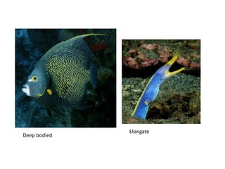 Deep bodied
Elongate
 