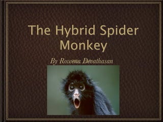 The Hybrid Spider
    Monkey
   By Rowena Devathasan
 