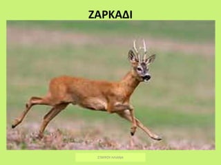 ΖΑΡΚΑΔΙ
ΣΤΑΥΡΟΥ ΗΛΙΑΝΑ
 