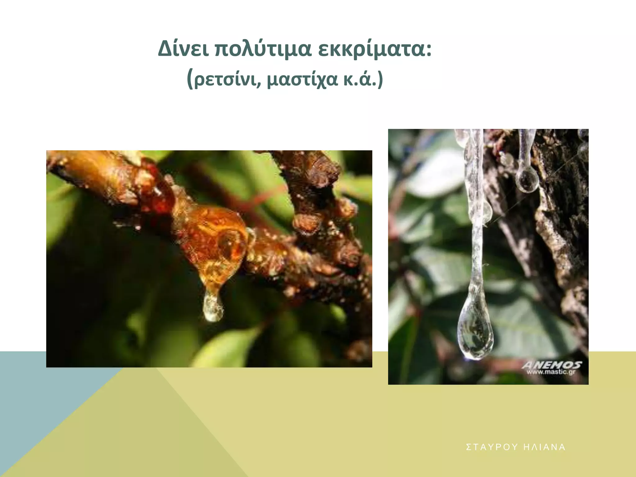 Δίνει πολφτιμα εκκρίματα:
(ρετςίνι, μαςτίχα κ.ά.)
Σ Τ Α Υ Ρ Ο Υ Η Λ Ι Α Ν Α
 