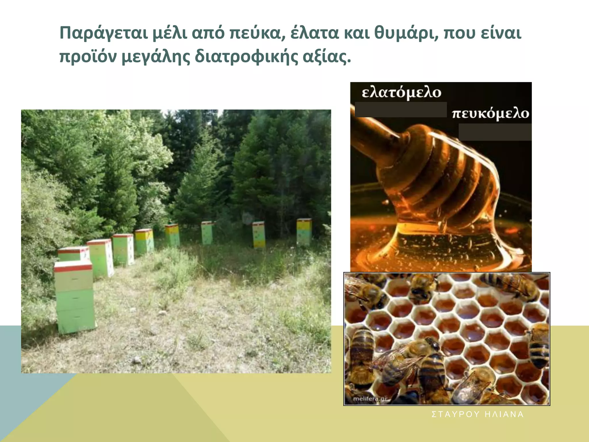 Παράγεται μζλι από πεφκα, ζλατα και κυμάρι, που είναι
προϊόν μεγάλθσ διατροφικισ αξίασ.
Σ Τ Α Υ Ρ Ο Υ Η Λ Ι Α Ν Α
 