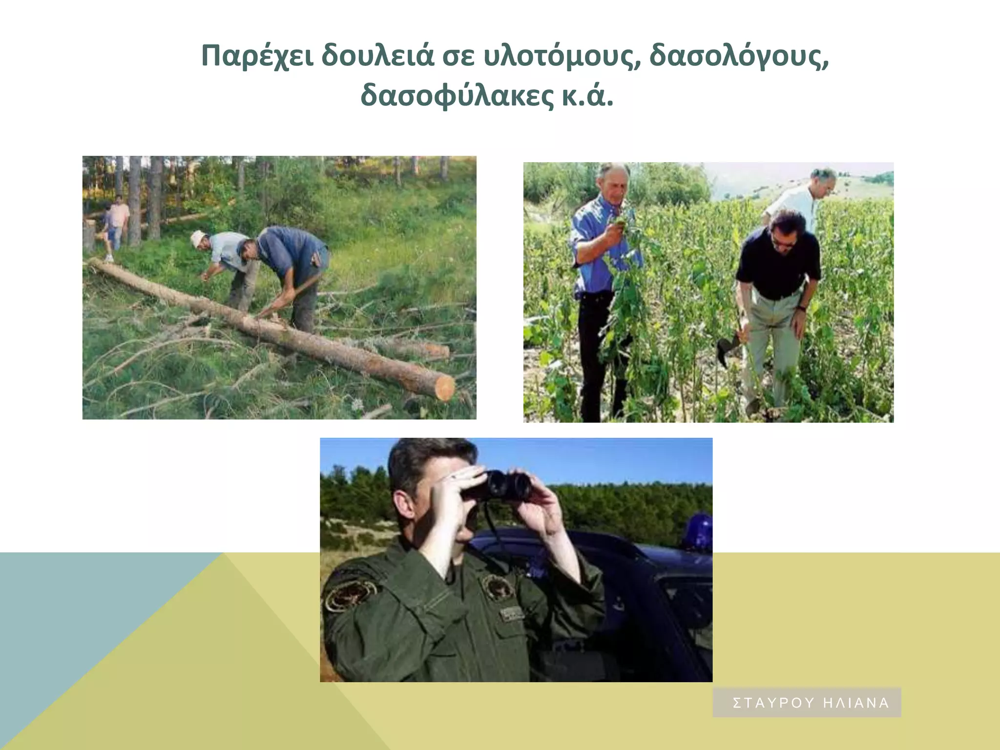 Παρζχει δουλειά ςε υλοτόμουσ, δαςολόγουσ,
δαςοφφλακεσ κ.ά.
Σ Τ Α Υ Ρ Ο Υ Η Λ Ι Α Ν Α
 