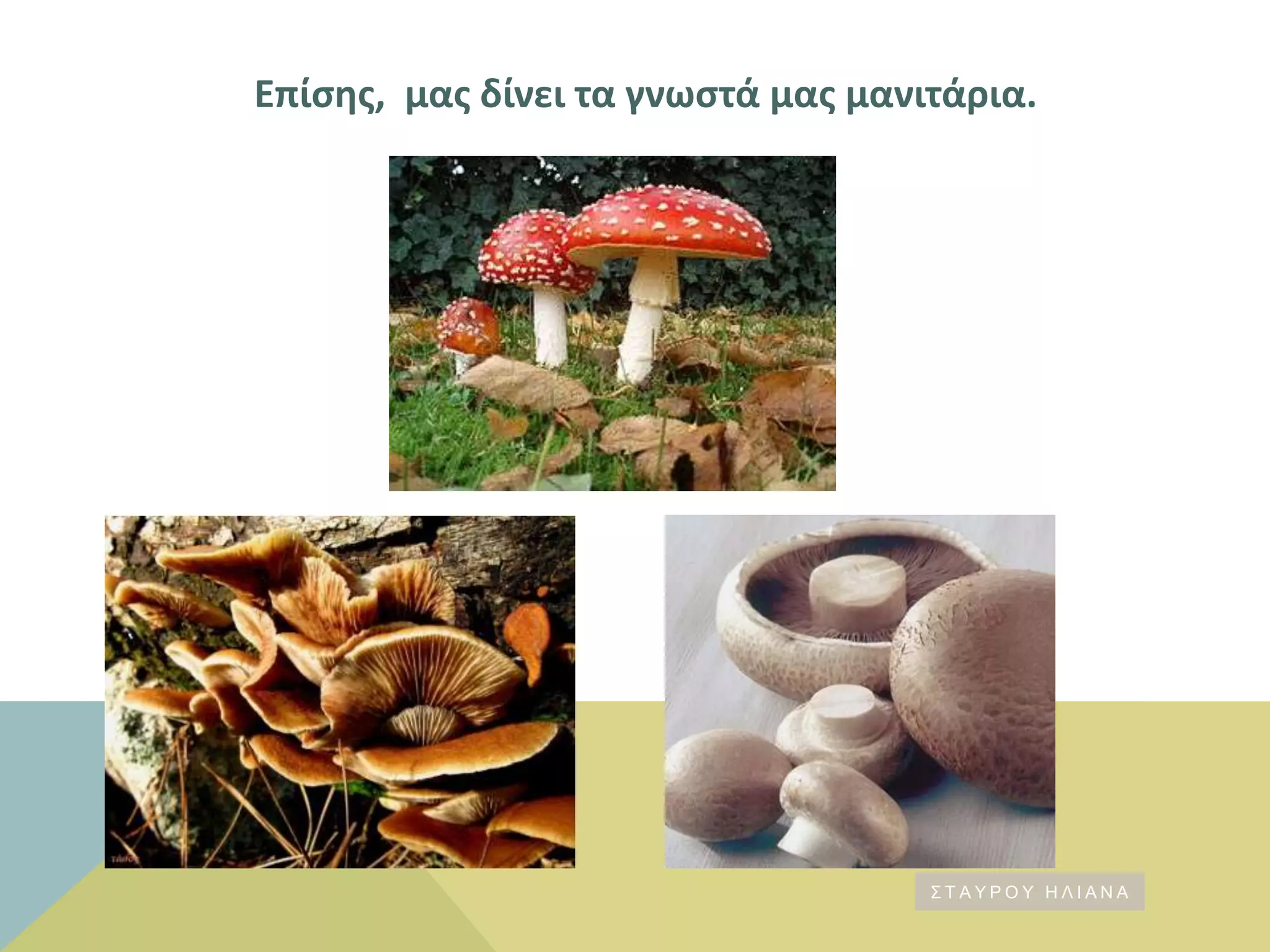 Επίςθσ, μασ δίνει τα γνωςτά μασ μανιτάρια.
Σ Τ Α Υ Ρ Ο Υ Η Λ Ι Α Ν Α
 