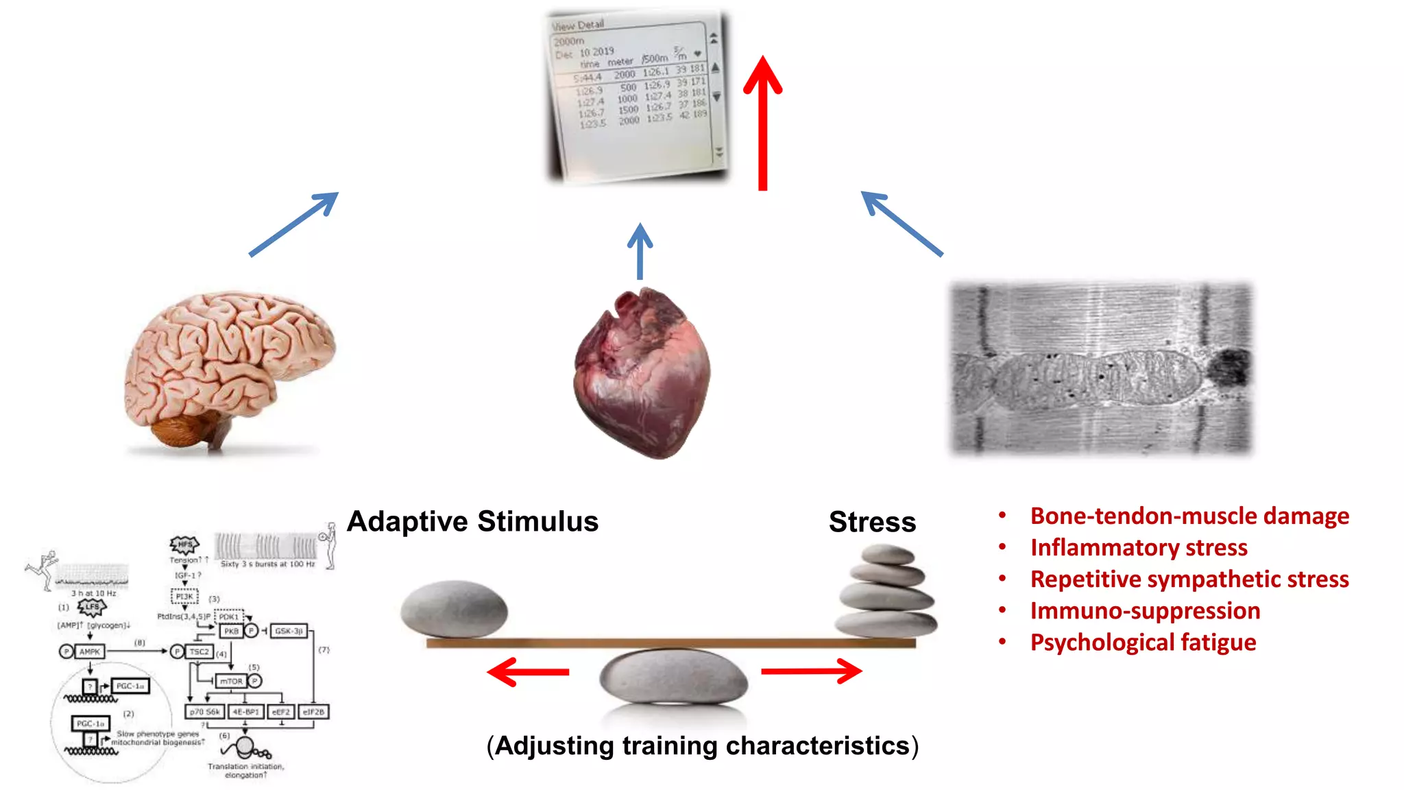 Adaptive Stimulus Stress
(Adjusting training characteristics)
• Bone-tendon-muscle damage
• Inflammatory stress
• Repetitive sympathetic stress
• Immuno-suppression
• Psychological fatigue
 