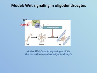 Model: Wnt signaling in oligodendrocytes Pre-OL OLP OL APC Axin2? Active Wnt-Catenin signaling inhibits the transition to ...