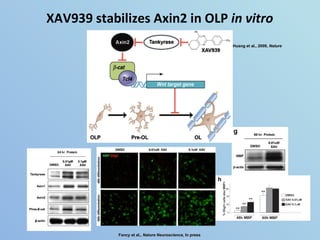 XAV939 stabilizes Axin2 in OLP  in vitro Huang et al., 2009,  Nature Fancy et al.,  Nature Neuroscience,  In press 