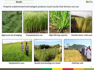 10
Properly implemented technologies produce visual results that farmers can see
Transplanted in row High tillering capacity Panicles heavy with seedHigh seed rate & lodging
Results
Field day visitResults of technology are visualTef planted in rows
 