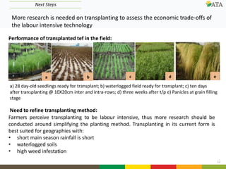 12
Next Steps
a
Performance of transplanted tef in the field:
a) 28 day-old seedlings ready for transplant; b) waterlogged field ready for transplant; c) ten days
after transplanting @ 10X20cm inter and intra-rows; d) three weeks after t/p e) Panicles at grain filling
stage
b c d e
Farmers perceive transplanting to be labour intensive, thus more research should be
conducted around simplifying the planting method. Transplanting in its current form is
best suited for geographies with:
• short main season rainfall is short
• waterlogged soils
• high weed infestation
More research is needed on transplanting to assess the economic trade-offs of
the labour intensive technology
Need to refine transplanting method:
 