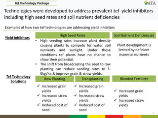 4
Technologies were developed to address prevalent tef yield inhibitors
including high seed rates and soil nutrient deficiencies
High Seed Rates
Row Planting Transplanting
Soil Nutrient Deficiencies
Blended Fertilizer
Yield Inhibitors
Tef Technology
Solutions
 Increased grain
yields
 Increased straw
yields
 Reduced cost of
seed
 Increased grain
yields
 Increased straw
yields
 Reduced cost of
seed
 Increased grain
yields
 Increased straw
yields
• High seeding rates increase plant density
causing plants to compete for water, soil
nutrients and sunlight. Under these
conditions tef plants have no chance to
show their potential.
• The shift from broadcasting the seed to row
planting can reduce seeding rates to 3-
5kg/ha & improve grain & straw yields.
Plant development is
limited by deficient
essential nutrients
Tef Technology Package
Examples of how two tef technologies are addressing yield inhibitors
 