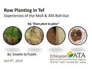Row Planting in Tef
Experiences of the MoA & ATA Roll-Out
Oct 9th, 2013
By: Zewdie G/Tsadik
Tef, “from plant to plate”
 
