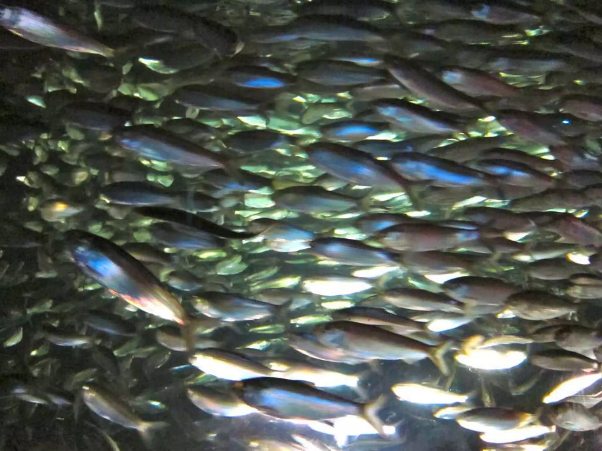 Trawling for requirements
 