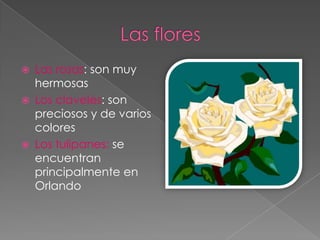    Las rosas: son muy
    hermosas
   Los claveles: son
    preciosos y de varios
    colores
   Los tulipanes: se
    encuentran
    principalmente en
    Orlando
 