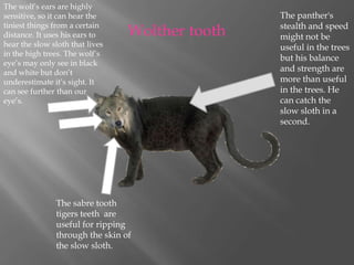 The wolf's ears are highly sensitive, so it can hear the tiniest things from a certain distance. It uses his ears to hear the slow sloth that lives in the high trees. The wolf’s eye’s may only see in black and white but don’t underestimate it’s sight. It can see further than our eye’s.      The panther's stealth and speed might not be useful in the trees but his balance and strength are more than useful in the trees. He can catch the slow sloth in a second.   Wolther tooth The sabre tooth tigers teeth  are useful for ripping through the skin of the slow sloth. 