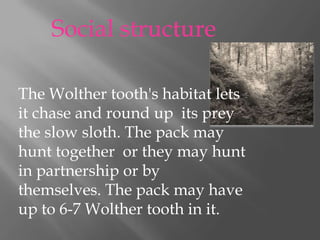 Social structure  The Wolther tooth's habitat lets it chase and round up  its prey the slow sloth. The pack may hunt together  or they may hunt in partnership or by themselves. The pack may have up to 6-7 Wolther tooth in it.       