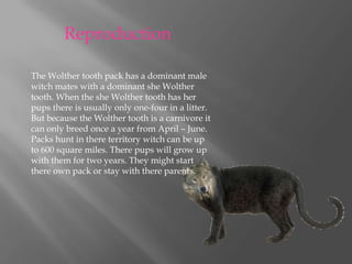 ReproductionThe Wolther tooth pack has a dominant male witch mates with a dominant she Wolther tooth. When the she Wolther tooth has her pups there is usually only one-four in a litter. But because the Wolther tooth is a carnivore it can only breed once a year from April – June. Packs hunt in there territory witch can be up to 600 square miles. There pups will grow up with them for two years. They might start there own pack or stay with there parents.        