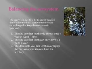 Balancing the ecosystem The ecosystem needs to be balanced because the Wolther tooth is a carnivore so here are some things that keep the ecosystem in balanced=    The she Wolther tooth only breeds once a year in April – June.The she Wolther tooth can only have 1-4 pups a year.The dominate Wolther tooth male fights the nocturnal and its own kind for territory.   