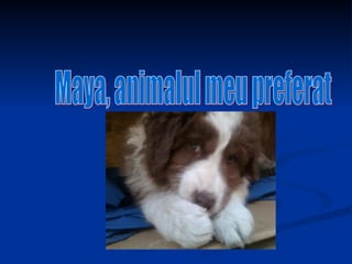 Maya, animalul meu preferat 