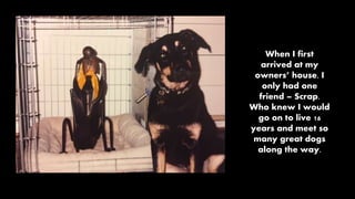 When I first
arrived at my
owners’ house, I
only had one
friend – Scrap.
Who knew I would
go on to live 16
years and meet so
many great dogs
along the way.
 