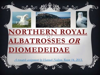 NORTHERN ROYAL
ALBATROSSES OR
DIOMEDEIDAE
A research assignment by Hannah Neilson, Room 14, 2013.
 
