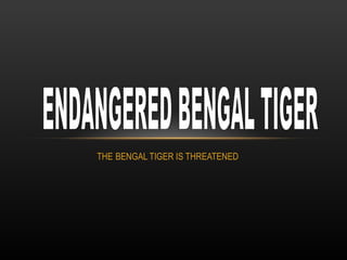 THE   BENGAL TIGER IS THREATENED ENDANGERED BENGAL TIGER 