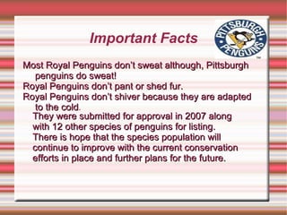 Important Facts Most Royal Penguins don’t sweat although, Pittsburgh penguins do sweat! 