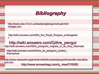 Royal Penguins don’t pant or  shed  fur. 