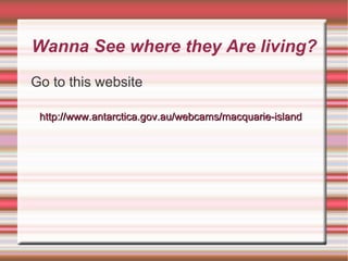 Wanna See where they Are living? Go to this website http://www.antarctica.gov.au/webcams/macquarie-island 