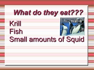 What do they eat??? Krill Fish Small amounts of Squid 
