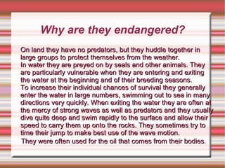 Why are they endangered? On land they have no predators, but they huddle together in large groups to protect themselves from the weather.  In water they are preyed on by seals and other animals. They are particularly vulnerable when they are entering and exiting the water at the beginning and of their breeding seasons.  To increase their individual chances of survival they generally enter the water in large numbers, swimming out to sea in many directions very quickly. When exiting the water they are often at the mercy of strong waves as well as predators and they usually dive quite deep and swim rapidly to the surface and allow their speed to carry them up onto the rocks. They sometimes try to time their jump to make best use of the wave motion. They were often used for the oil that comes from their bodies . 