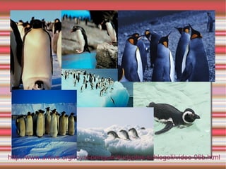 http://www.arkive.org/royal-penguin/eudyptes-schlegeli/video-06b.html 