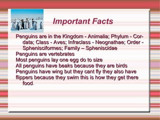 Important Facts Penguins are in the Kingdom - Animalia; Phylum - Cordata; Class - Aves; Infraclass - Neognathae; Order - Sphenisciformes; Family – Spheniscidae Penguins are vertebrates Most penguins lay one egg do to size All penguins have beaks because they are birds Penguins have wing but they cant fly they also have  flippers because they swim this is how they get there food . . 