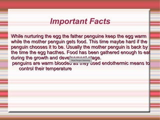 Important Facts While  nurturing the egg the father penguine keep the egg warm while the mother penguin gets food. This time maybe hard if the penguin chooses it to be. Usually the mother penguin is back by the time the egg hacthes. Food has been gathered enough to eat during the growth and development stage.   penguins are warm blooded as they used endothermic means to control their temperature 